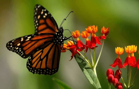 Ecosystem Restoration